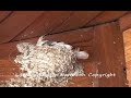 Barn Swallows