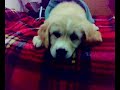 TARCHIN