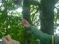 Pajaros chorros Birds steel food