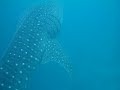 Eddiehyho Swimming With Whale Shark In Maldives 2005