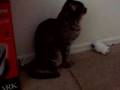 spyder the bunny
