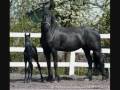 videos de race de chevaux