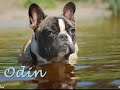 Voor alle baasjes van overleden forum-hondjes.Dag kereltjes en meisjes...untill we meet