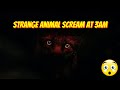 Fox Screaming Eerie!!!