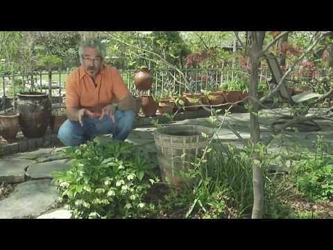 how to transplant hellebores