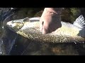 SKATED DRY FLY MIGRATORY BROWN !!!! GREAT LAKES SKATED DRY FLY MIGRATORY BROWN !!!! GREAT LAKES