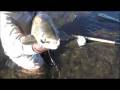 20# BROWN SKATED DRY FLY !!!!