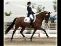 x - Stop Horse Slaughter Now - x x - Stop Horse Slaughter Now - x