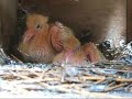 White Dove chick in nest White Dove chick in nest