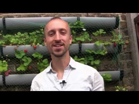 how to fertilize garden plants