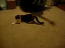 Calico Cat is a Shadow Junkie