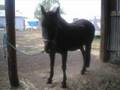 THe Horses In my Life