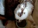 ROLLIE HAVING A SNAK ROLLIE HAVING A SNAK