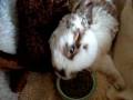 videos de ROLLIE HAVING A SNAK