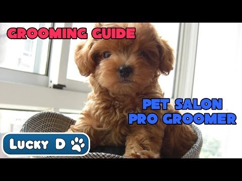 Grooming Guide - Pet Salon - Pro Groomer