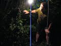 David Attenborough Parody