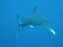 A \"very\" curious Longimanus shark in Elphistone Reef - Re