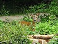 Young Deer Eating very close (Chevreuil)
