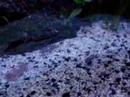 Julidochromis sp. 