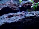 Tanganyika de Libra - Filhotes Julidochromis sp. "Gombe"