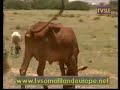 Somaliland - Gebilay town &Nomadic Culture - pt1