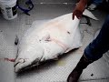 Giant 205 lb Halibut Giant 205 lb Halibut