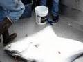 videos de Giant 205 lb Halibut
