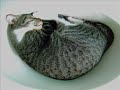 crazyfunny-cats.html