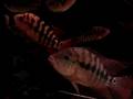 Cichlasoma festae