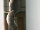 Holiday Squirrel Holiday Squirrel