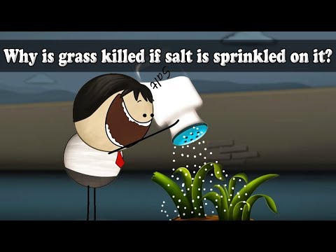 Osmosis - Why is grass killed if salt is sprinkled on it? | #aumsum #kids #science - YouTube