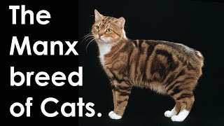 The Manx breed of Cats. 14 Facts worth knowing.