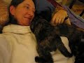 Tortie Foster Kittens Love Kimberly - I Tortie Foster Kittens Love Kimberly - I