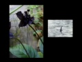 Collaborative Observatories for Natural Environments