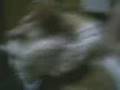 videos de El gato del tomas