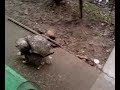 pisica cu japka
