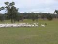 videos de Muddy