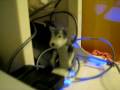 Humping USB dog