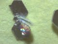 KW NanoMachine-from Morgellons victim KW NanoMachine-from Morgellons victim