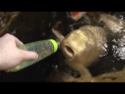 0 photo 0 Fish Trained To Feed Via Baby Bottles: Are Diapers Next? picture