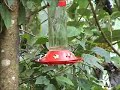Tandayapa Hummingbird Feeder