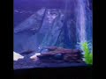 videos de 90 Gallon Cichlid Tank