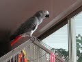 African Grey Parrot Chatting