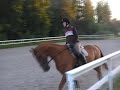 Dressage horse training