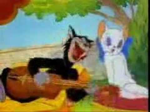 yozgatli kedi