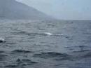 Avistamiento de delfines (Stenella attenuata) por GRIMMA