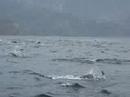 Avistamiento de delfines (Stenella attenuata) por GRIMMA