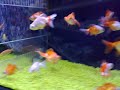 beautiful-animals.html