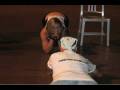 videos de The Exotic Challenge: Part 1