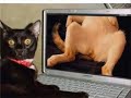Animais em Momentos Críticos 3